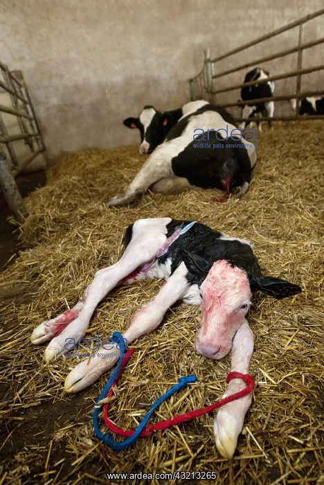 : Calving of a cow barn in Prim's Holstein France : Calving of a cow barn in Prim's Holstein France