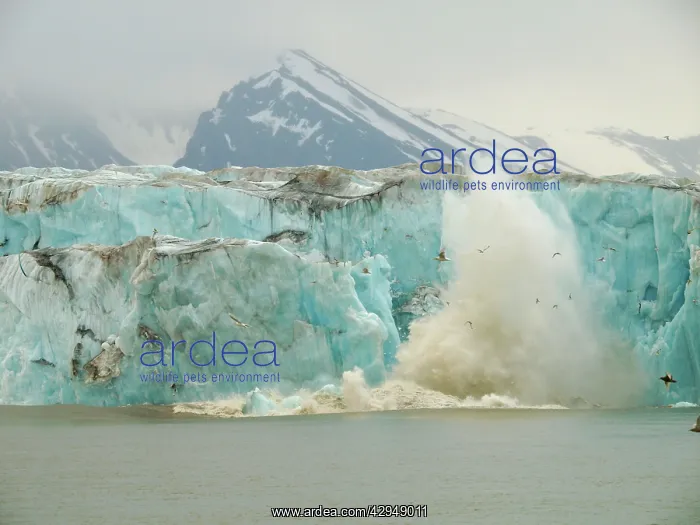  : Calving glacier - ice breaking off into the sea