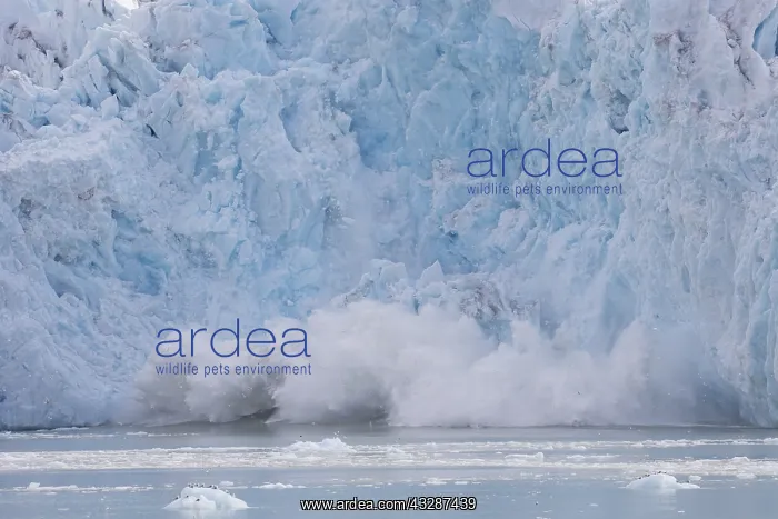 : Calving glacier Smeerenburgbreen at Bjornfjord - : Calving glacier Smeerenburgbreen at Bjornfjord -