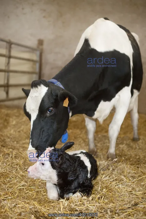 : Calving of Holstein cow in a stall France : Calving of Holstein cow in a stall France