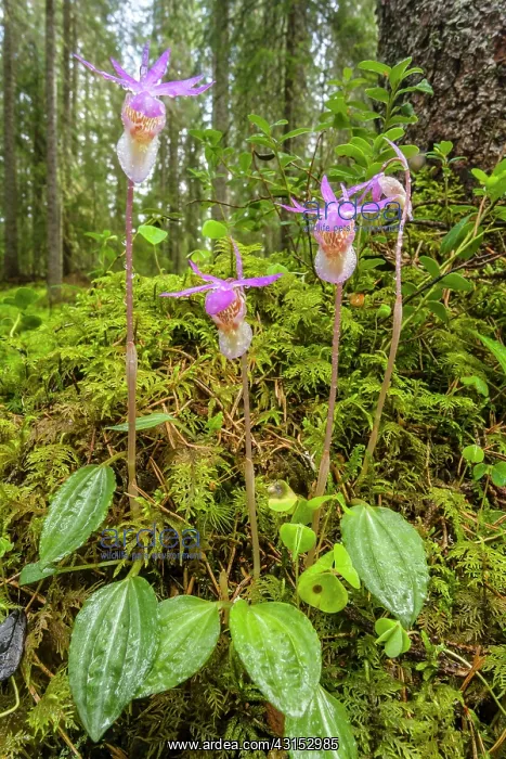: Calypso Orchid : Calypso Orchid