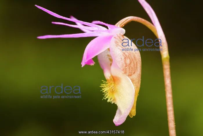 : Calypso Orchid : Calypso Orchid