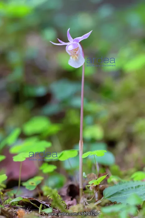 : Calypso Orchid : Calypso Orchid