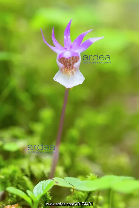 : Calypso Orchid : Calypso Orchid