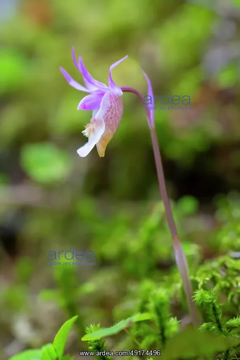 : Calypso Orchid : Calypso Orchid