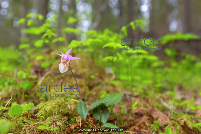 : Calypso Orchid : Calypso Orchid