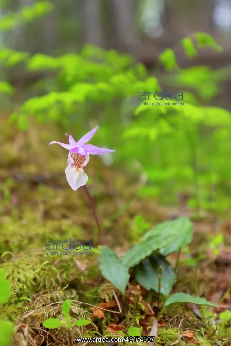 : Calypso Orchid : Calypso Orchid
