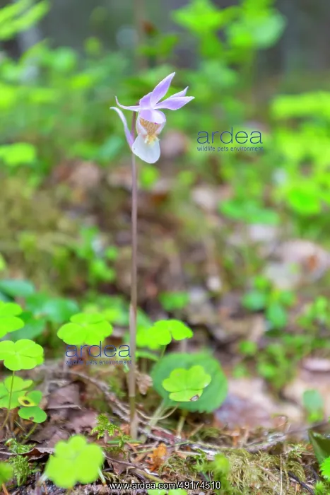 : Calypso Orchid : Calypso Orchid