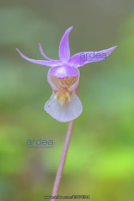 : Calypso Orchid : Calypso Orchid