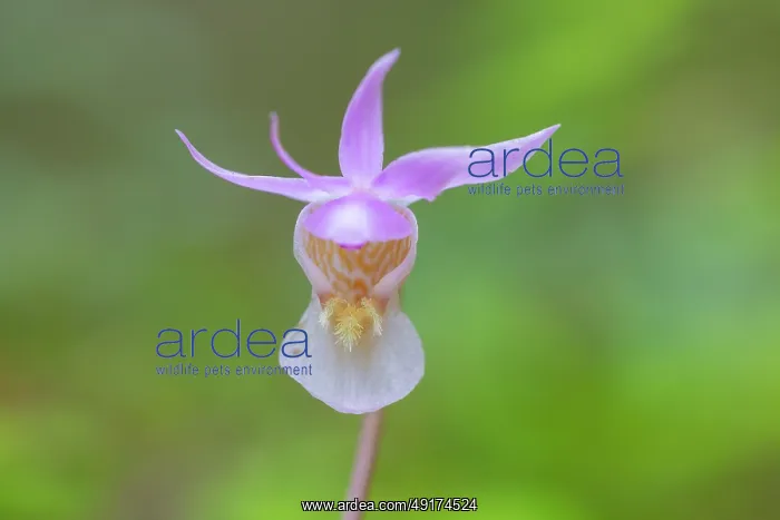 : Calypso Orchid : Calypso Orchid