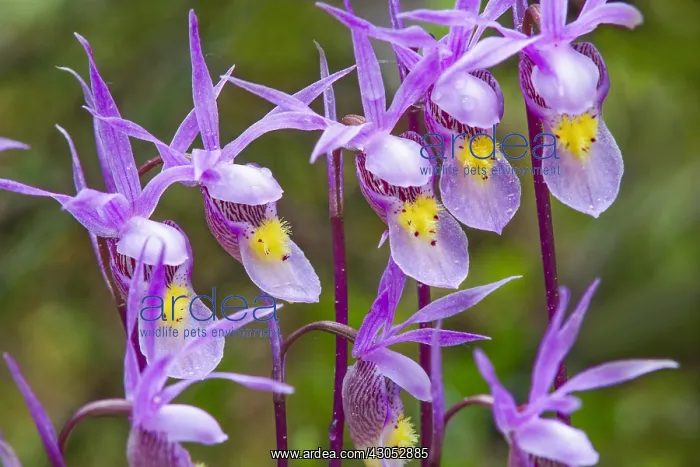 : Calypso Orchid or Fairyslipper (Calypso bulbosa) : Calypso Orchid or Fairyslipper (Calypso bulbosa)
