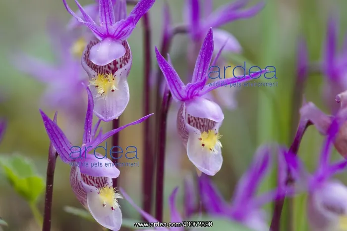 : Calypso Orchid or Fairyslipper (Calypso bulbosa) : Calypso Orchid or Fairyslipper (Calypso bulbosa)