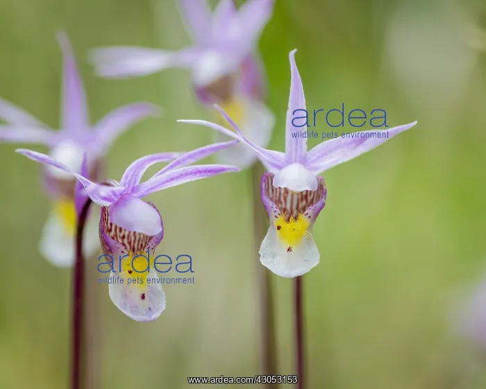: Calypso Orchid or Fairyslipper (Calypso bulbosa) : Calypso Orchid or Fairyslipper (Calypso bulbosa)