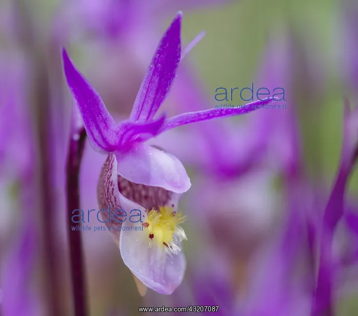 : Calypso Orchid or Fairyslipper (Calypso bulbosa) : Calypso Orchid or Fairyslipper (Calypso bulbosa)