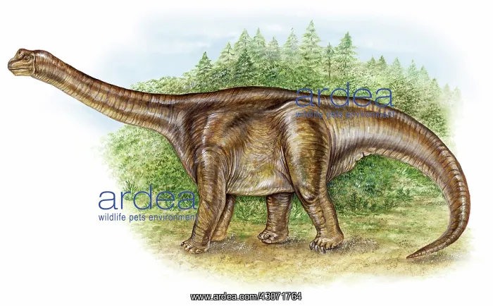 : Camarasaurus dinosaur : Camarasaurus dinosaur