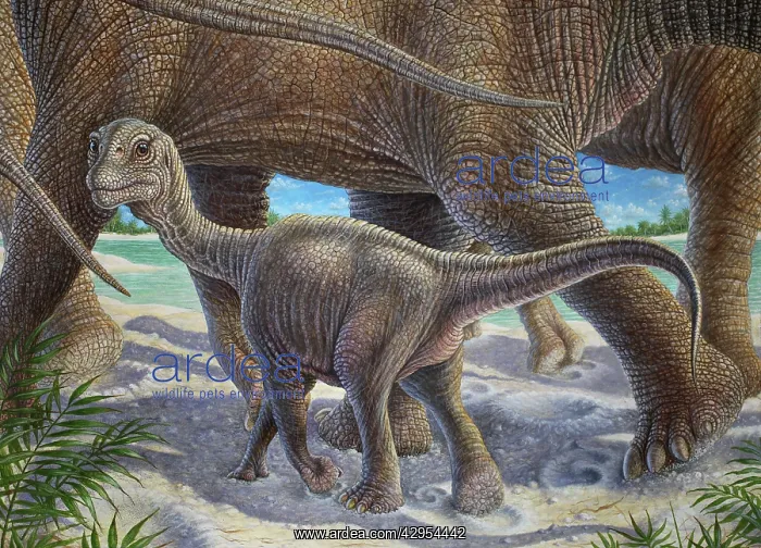 : Camarasaurus Lentus - herd with calf : Camarasaurus Lentus - herd with calf