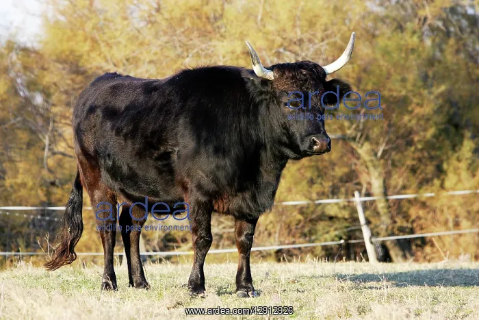 : Camargue bull : Camargue bull