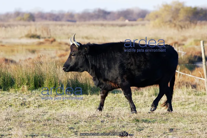 : Camargue bull : Camargue bull