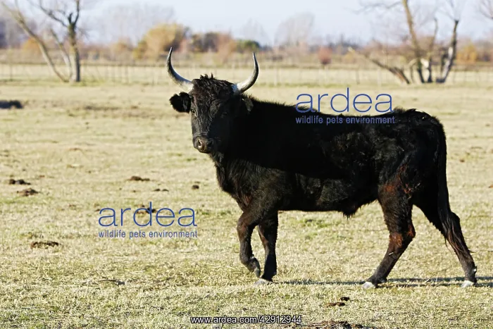: Camargue bull : Camargue bull