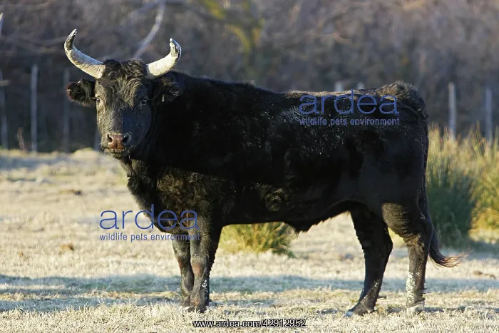: Camargue bull : Camargue bull