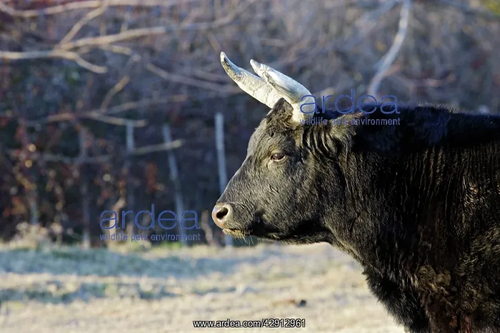 : Camargue bull : Camargue bull