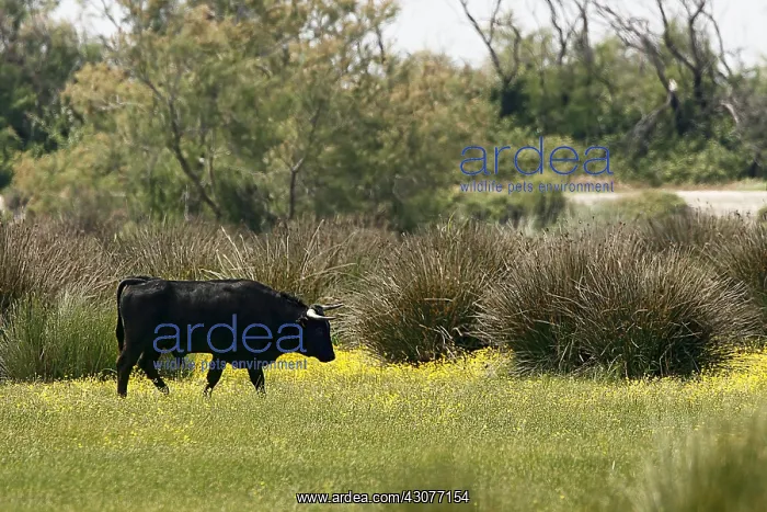 : Camargue bull in a meadow in bloom France : Camargue bull in a meadow in bloom France