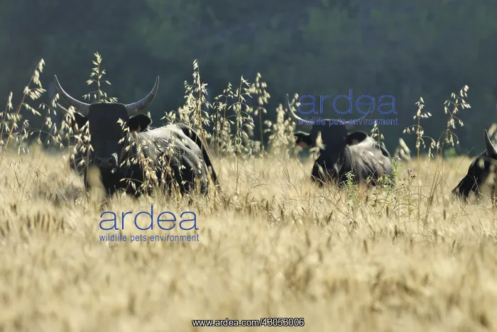 : Camargue bulls escaped in a field of ripe wheat France : Camargue bulls escaped in a field of ripe wheat France
