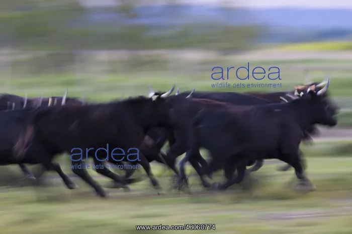 : Camargue bulls running in pasture Camargue France : Camargue bulls running in pasture Camargue France