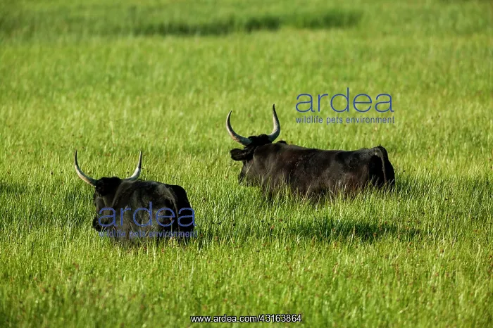 : Camargue Cattle France : Camargue Cattle France