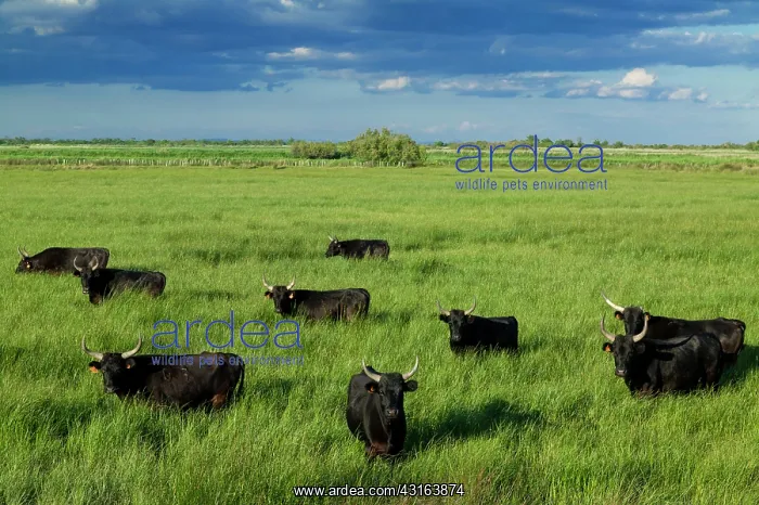 : Camargue Cattle France : Camargue Cattle France