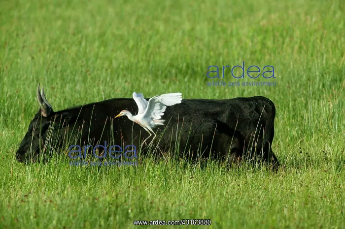 : Camargue Cattle France : Camargue Cattle France