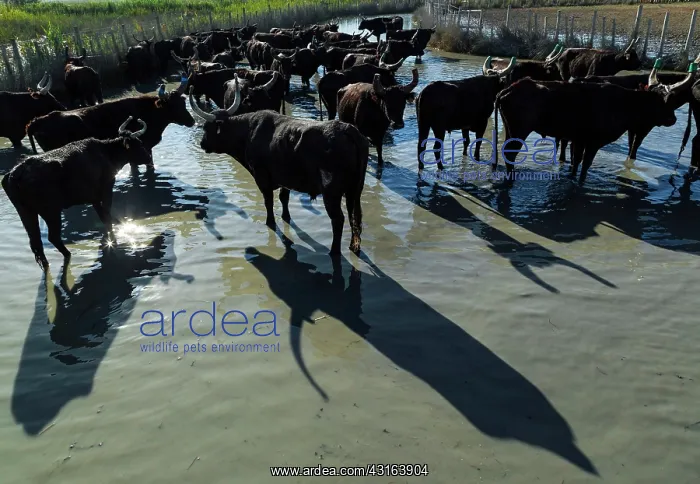 : Camargue Cattle France : Camargue Cattle France