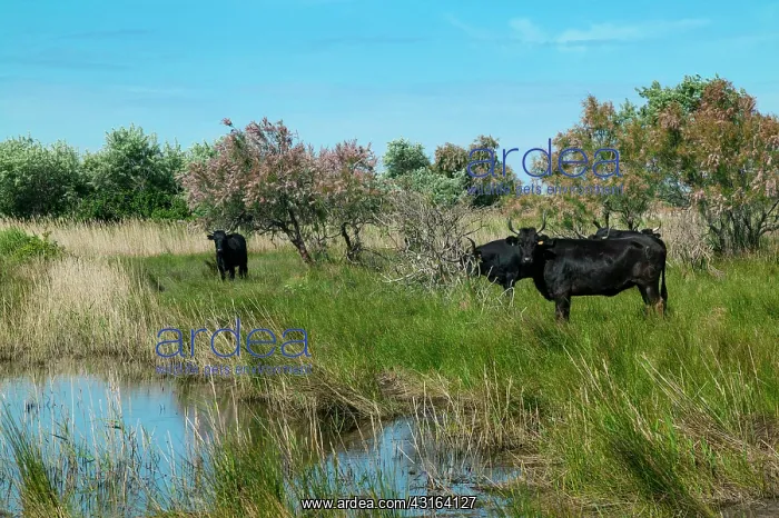 : Camargue Cattle France : Camargue Cattle France