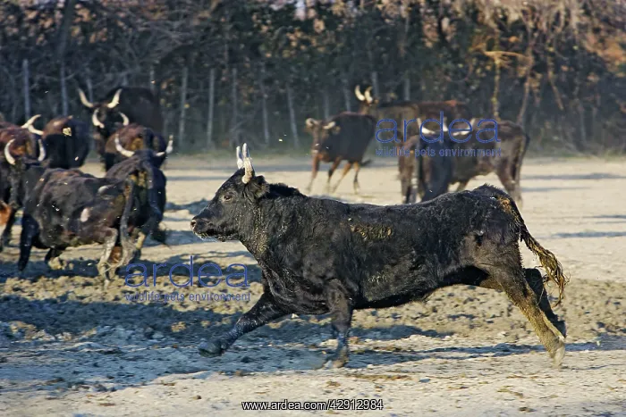 : Camargue Cattle - mixture of cows & bulls : Camargue Cattle - mixture of cows & bulls