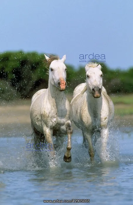  : Camargue Horse