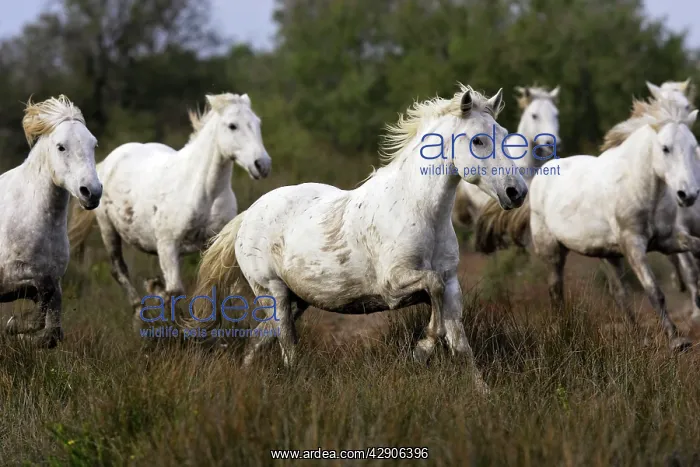 : Camargue Horse : Camargue Horse