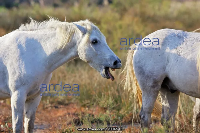 : Camargue Horse : Camargue Horse