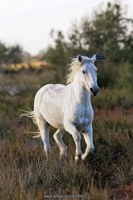 : Camargue Horse : Camargue Horse