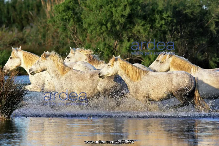 : Camargue Horse : Camargue Horse