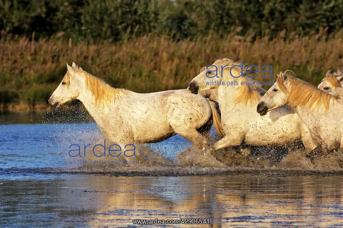 : Camargue Horse : Camargue Horse