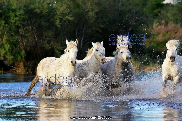 : Camargue Horse : Camargue Horse