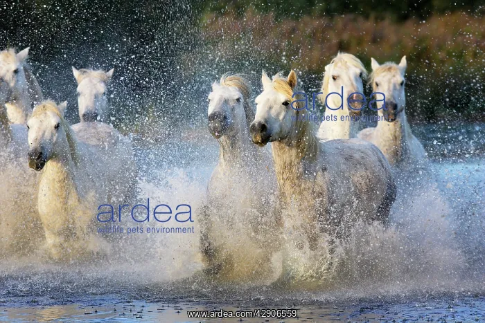 : Camargue Horse : Camargue Horse