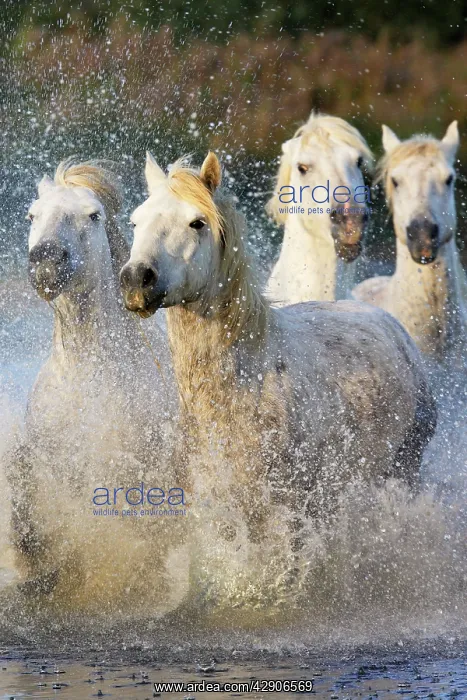 : Camargue Horse : Camargue Horse