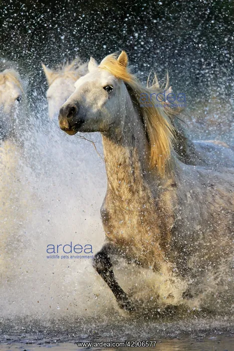 : Camargue Horse : Camargue Horse