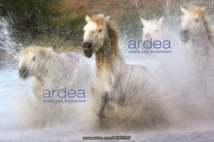 : Camargue Horse : Camargue Horse