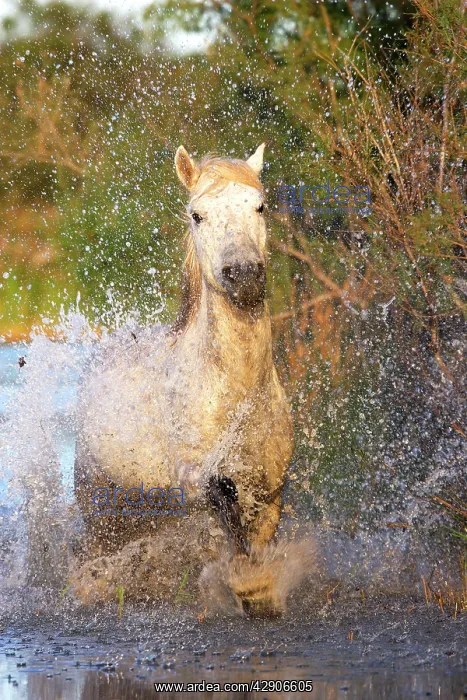 : Camargue Horse : Camargue Horse