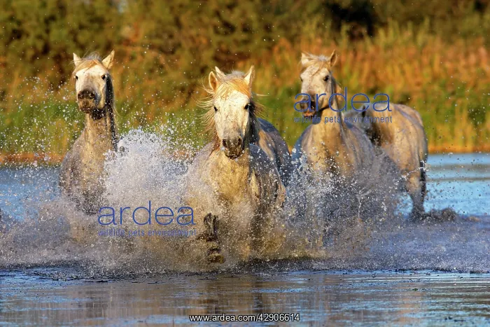 : Camargue Horse : Camargue Horse