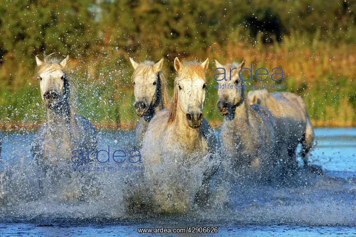 : Camargue Horse : Camargue Horse