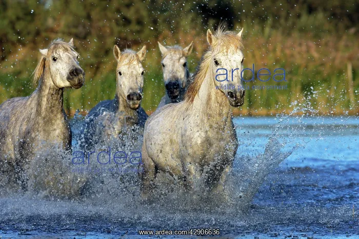 : Camargue Horse : Camargue Horse
