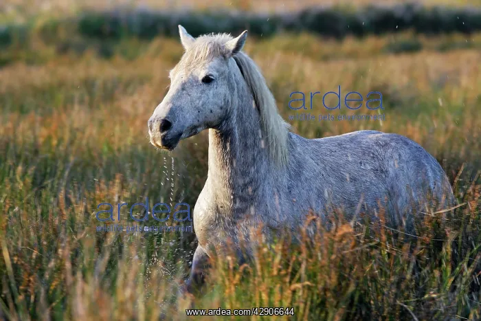 : Camargue Horse : Camargue Horse